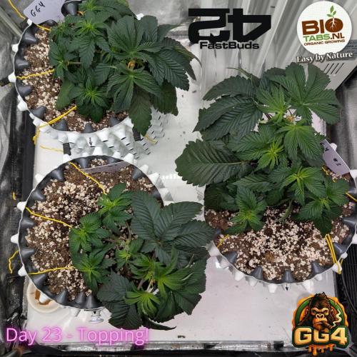 GG4 Fastbuds!. Week 4