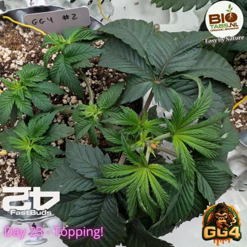 GG4 Fastbuds!. Week 4