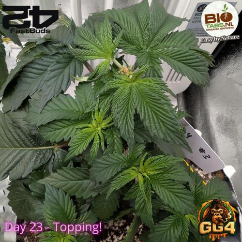 GG4 Fastbuds!. Week 4