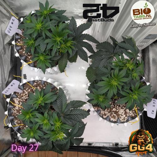 GG4 Fastbuds!. Week 4