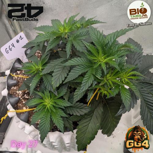 GG4 Fastbuds!. Week 4