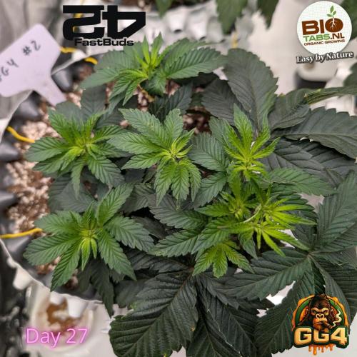 GG4 Fastbuds!. Week 4