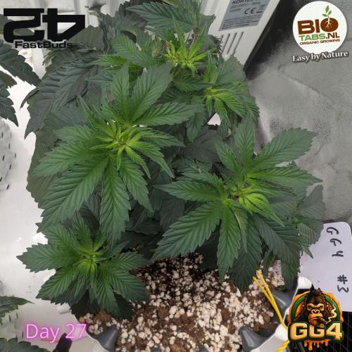 GG4 Fastbuds!. Week 4