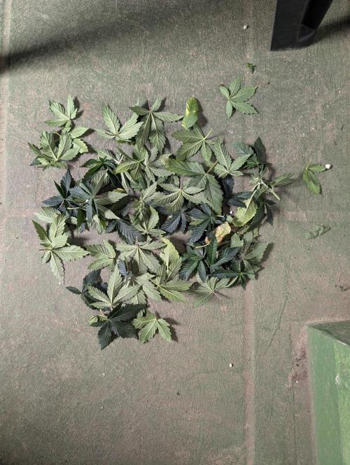 GG4 Fastbuds!. Week 4