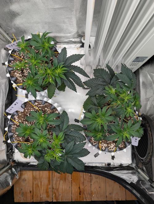 GG4 Fastbuds!. Week 4