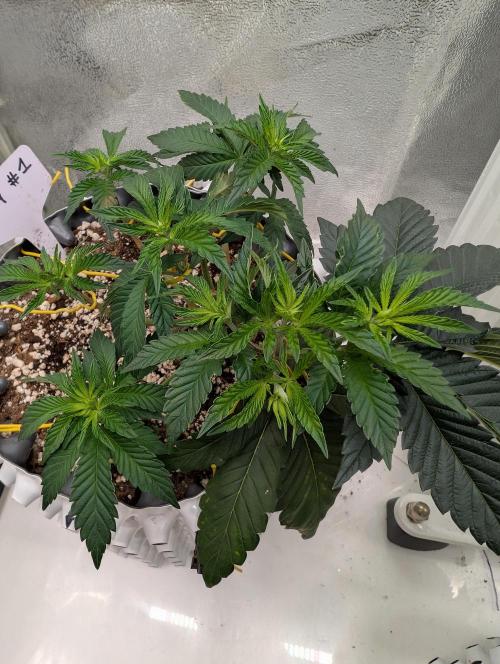 GG4 Fastbuds!. Week 4