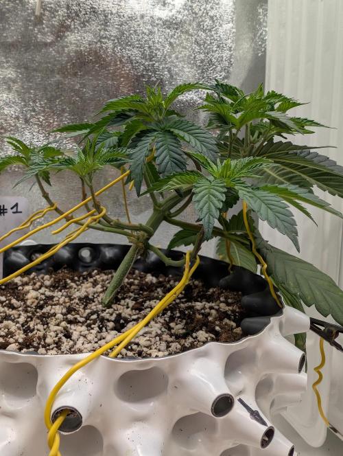 GG4 Fastbuds!. Week 4