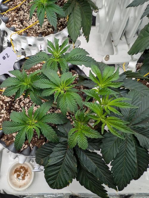 GG4 Fastbuds!. Week 4