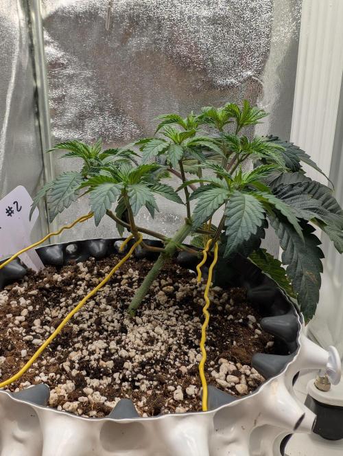 GG4 Fastbuds!. Week 4