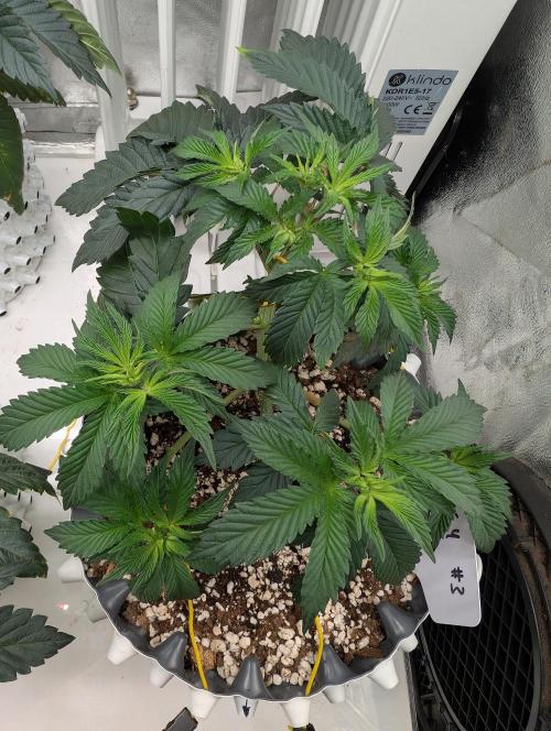 GG4 Fastbuds!. Week 4