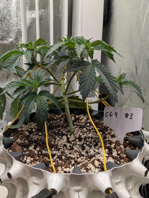 GG4 Fastbuds!. Week 4