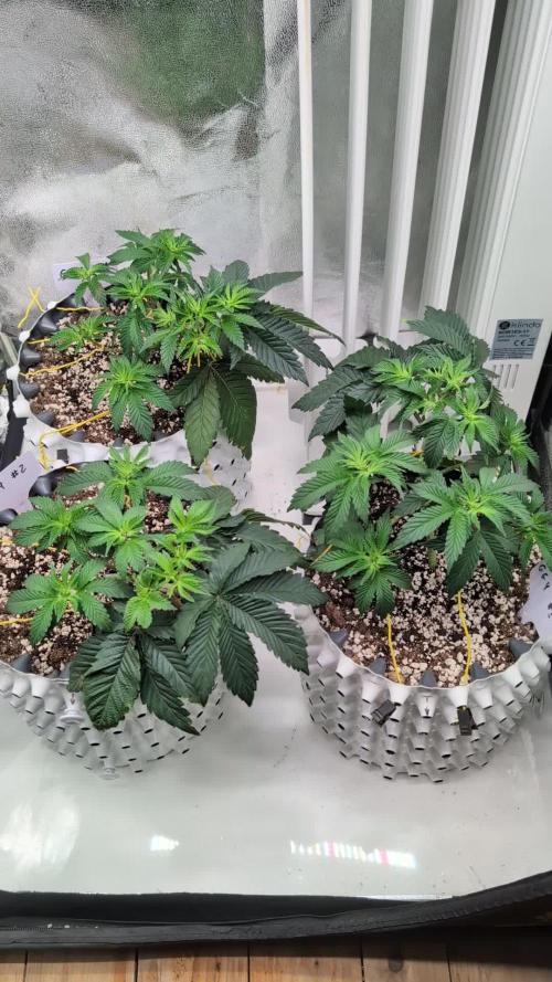 GG4 Fastbuds!