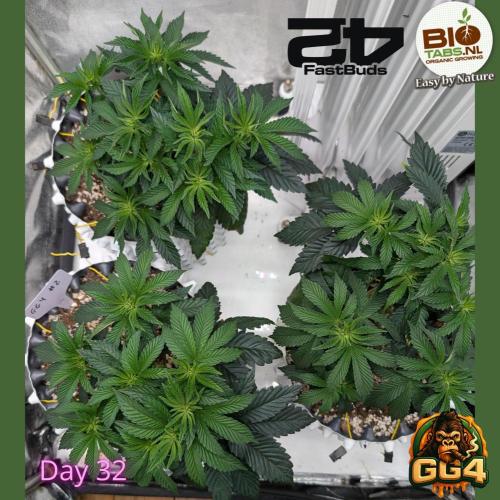 GG4 Fastbuds!. Week 5 - Day 33