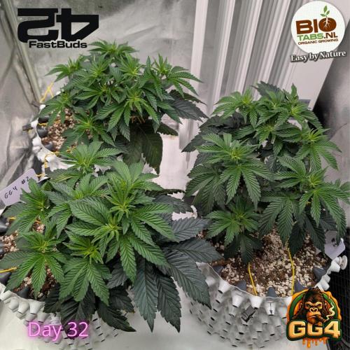 GG4 Fastbuds!. Week 5 - Day 33