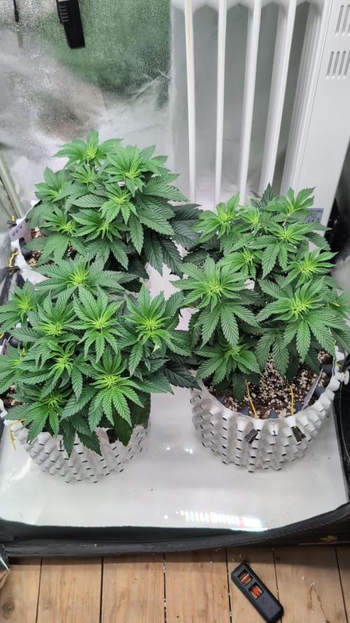 GG4 Fastbuds!