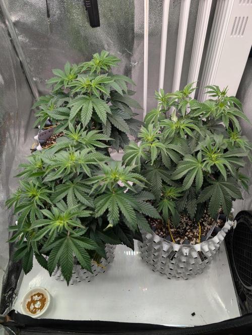 GG4 Fastbuds!. Week 6 - Day 40