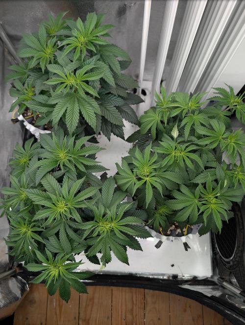 GG4 Fastbuds!. Week 6 - Day 40