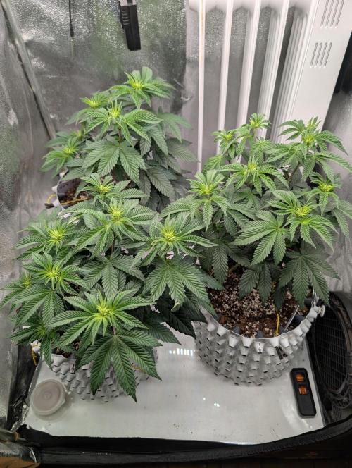 GG4 Fastbuds!. Week 6 - Day 42