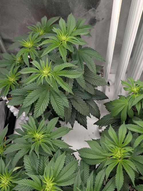 GG4 Fastbuds!. Week 6 - Day 42