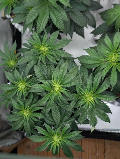 GG4 Fastbuds!. Week 6 - Day 42