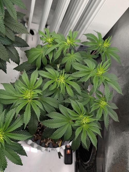 GG4 Fastbuds!. Week 6 - Day 42