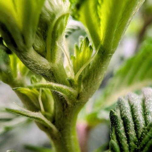 GG4 Fastbuds!. Week 6 - Day 42