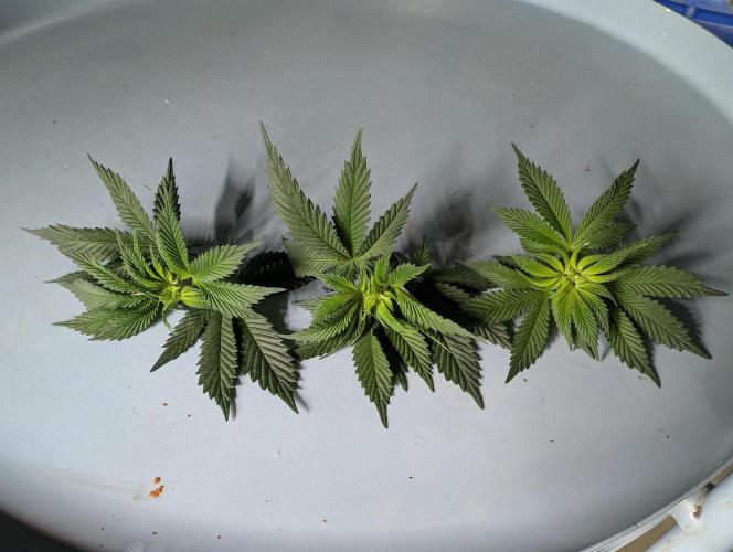 GG4 Fastbuds!. Week 6 - Day 42