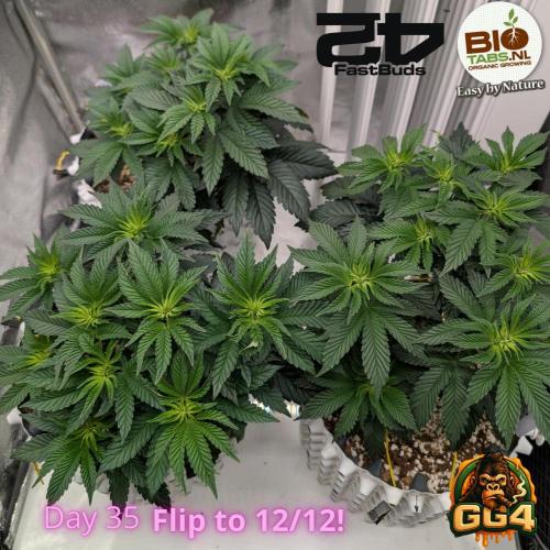 GG4 Fastbuds!. Week 5 - Day 35