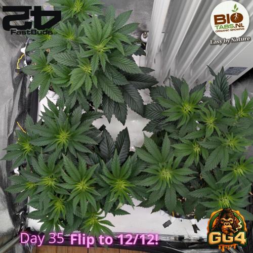 GG4 Fastbuds!. Week 5 - Day 35