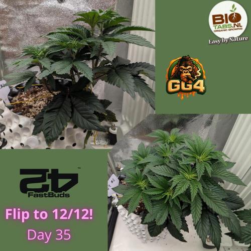 GG4 Fastbuds!. Week 5 - Day 35