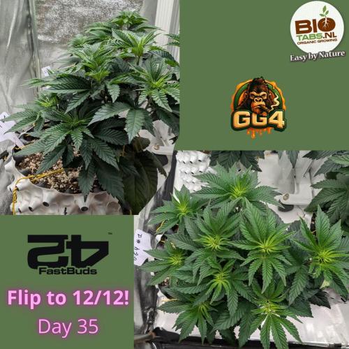 GG4 Fastbuds!. Week 5 - Day 35