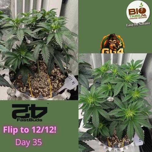 GG4 Fastbuds!. Week 5 - Day 35