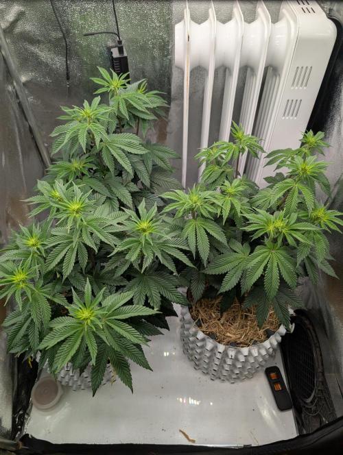 GG4 Fastbuds!. Week 7 - Day 47 Before Lollipopping