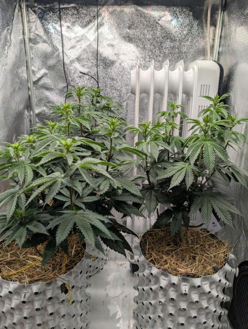 GG4 Fastbuds!. Week 7 - Day 47 Before Lollipopping