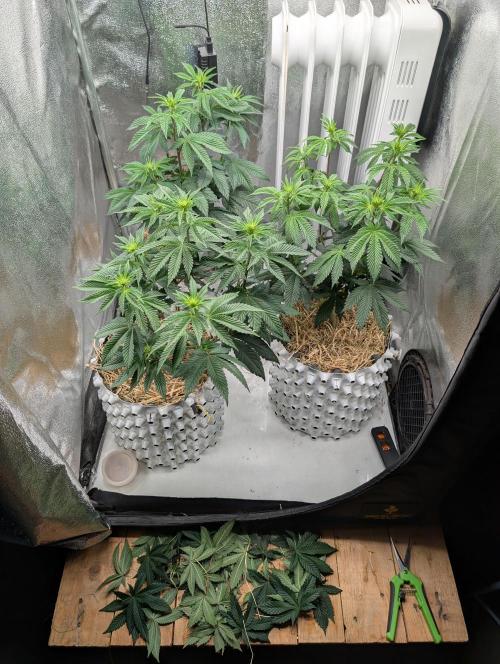 GG4 Fastbuds!. Week 7 - Day 47 After Lollipopping