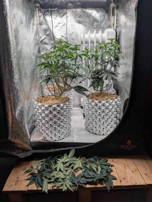 GG4 Fastbuds!. Week 7 - Day 47 After Lollipopping