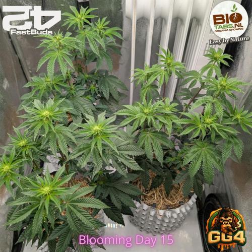 GG4 Fastbuds!. Week 7 - Day 49