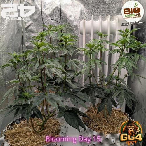 GG4 Fastbuds!. Week 7 - Day 49