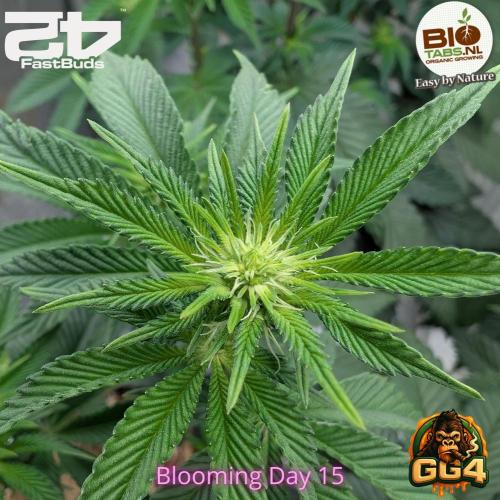 GG4 Fastbuds!. Week 7 - Day 49