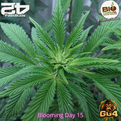 GG4 Fastbuds!. Week 7 - Day 49