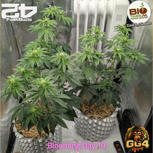 GG4 Fastbuds!. Week 8 - Day 54