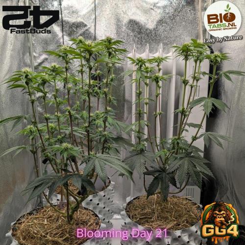 GG4 Fastbuds!. Week 8 - Day 56