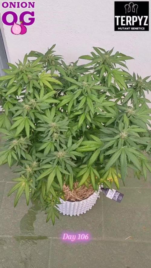 OnionOG (GMO x Kosher Kush) by Terpyz Mutant
