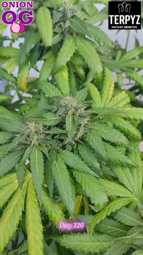 OnionOG (GMO x Kosher Kush) by Terpyz Mutant