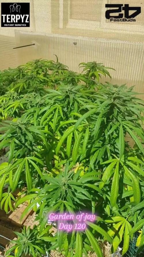 OnionOG (GMO x Kosher Kush) by Terpyz Mutant