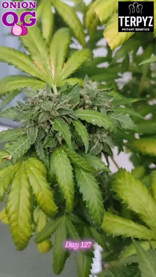 OnionOG (GMO x Kosher Kush) by Terpyz Mutant