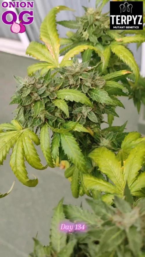 OnionOG (GMO x Kosher Kush) by Terpyz Mutant
