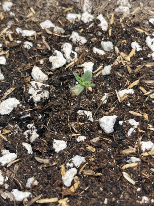 Purple Haze auto. Week 0