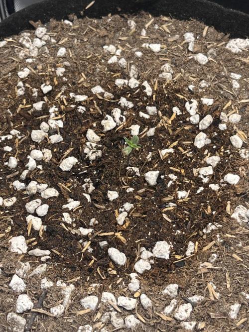 Purple Haze auto. Week 0