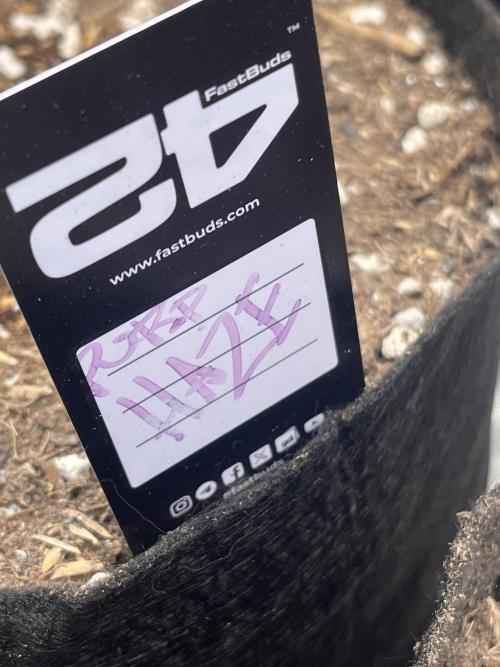 Purple Haze auto. Week 0